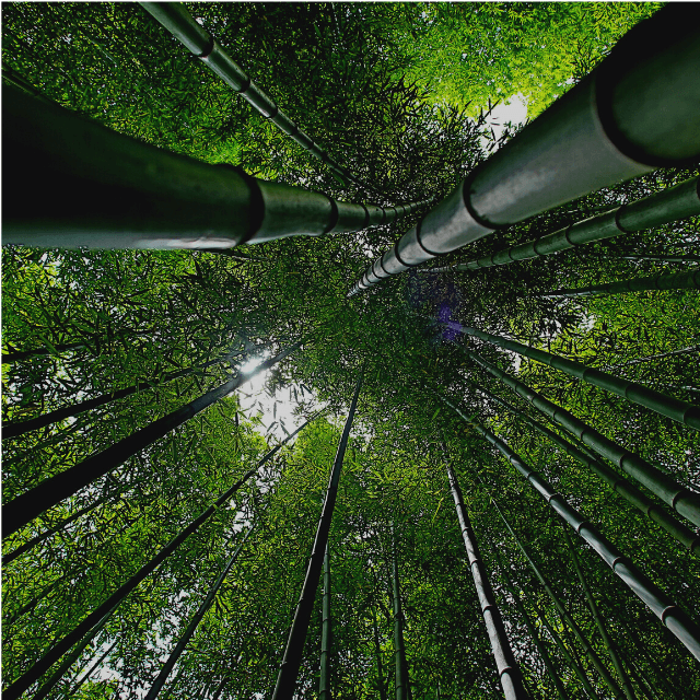 Bamboo-Plants-Instagram-Post-3
